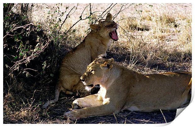 JST2762 lioness and her cub Print by Jim Tampin