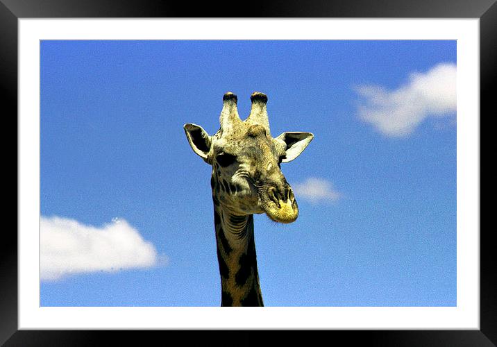 JST2763 Masai Giraffe, Masai Mara Framed Mounted Print by Jim Tampin