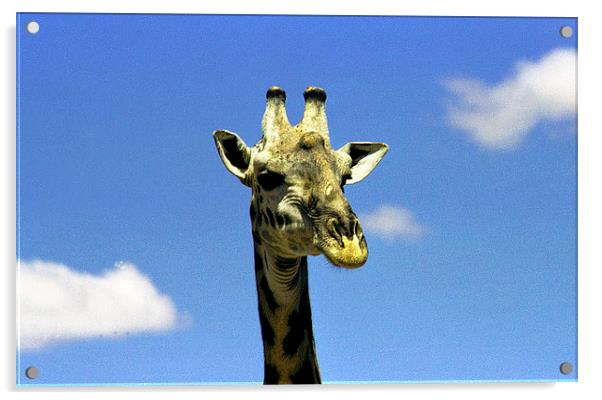 JST2763 Masai Giraffe, Masai Mara Acrylic by Jim Tampin