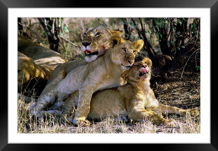 JST2764 Lioness with cubs Framed Mounted Print by Jim Tampin