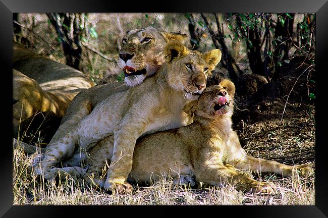 JST2764 Lioness with cubs Framed Print by Jim Tampin
