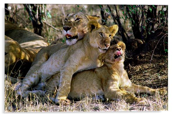 JST2764 Lioness with cubs Acrylic by Jim Tampin