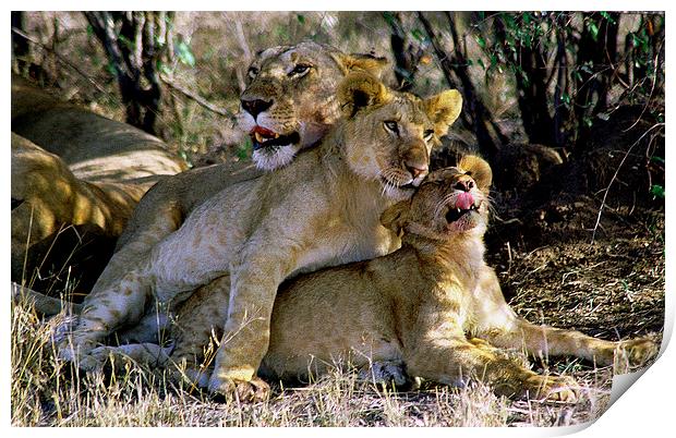 JST2764 Lioness with cubs Print by Jim Tampin