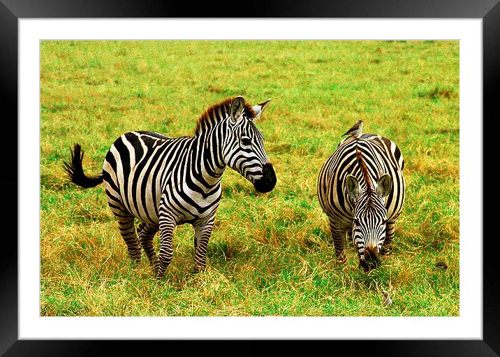 JST2765 Plains Zebra, Masai Mara Framed Mounted Print by Jim Tampin