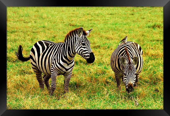 JST2765 Plains Zebra, Masai Mara Framed Print by Jim Tampin