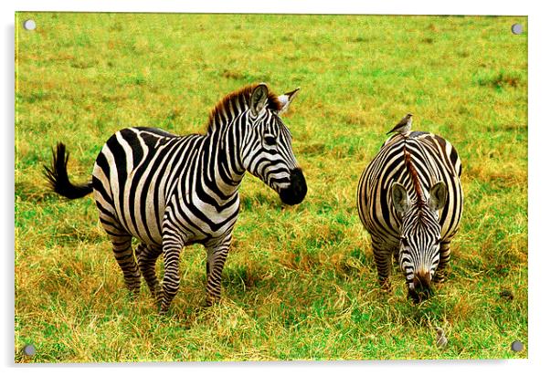JST2765 Plains Zebra, Masai Mara Acrylic by Jim Tampin