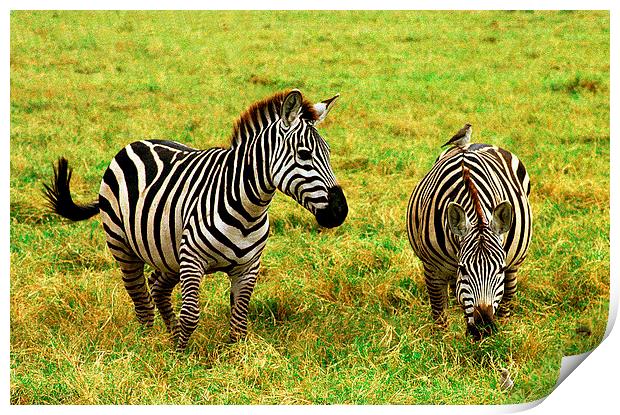 JST2765 Plains Zebra, Masai Mara Print by Jim Tampin