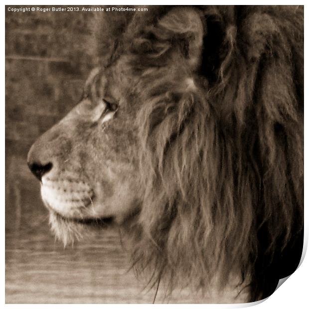 African King Print by Roger Butler