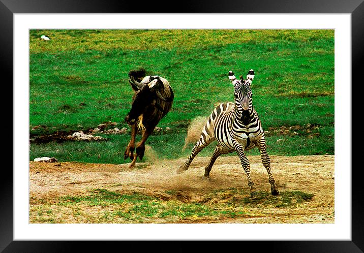 JST2767 The chase Framed Mounted Print by Jim Tampin