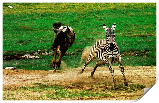 JST2767 The chase Print by Jim Tampin