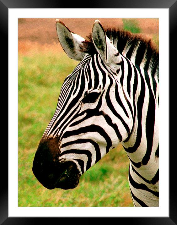 JST2768 Zebra head Framed Mounted Print by Jim Tampin