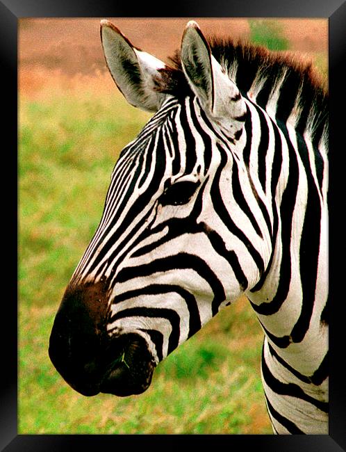 JST2768 Zebra head Framed Print by Jim Tampin