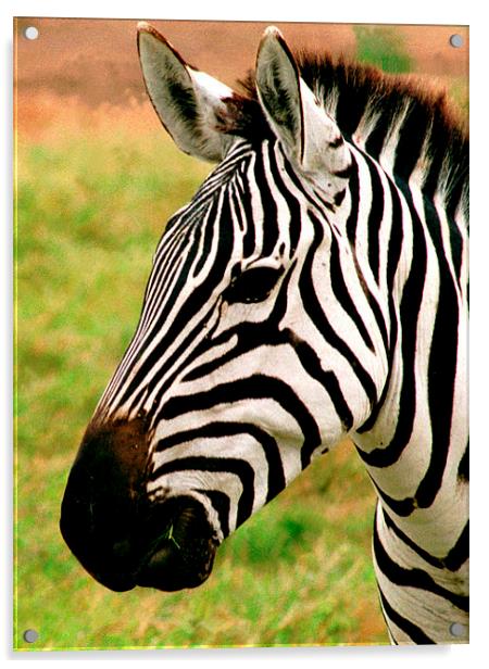 JST2768 Zebra head Acrylic by Jim Tampin