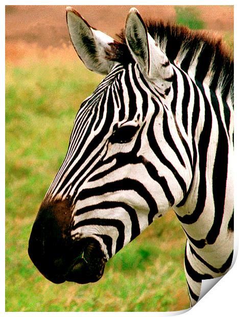 JST2768 Zebra head Print by Jim Tampin