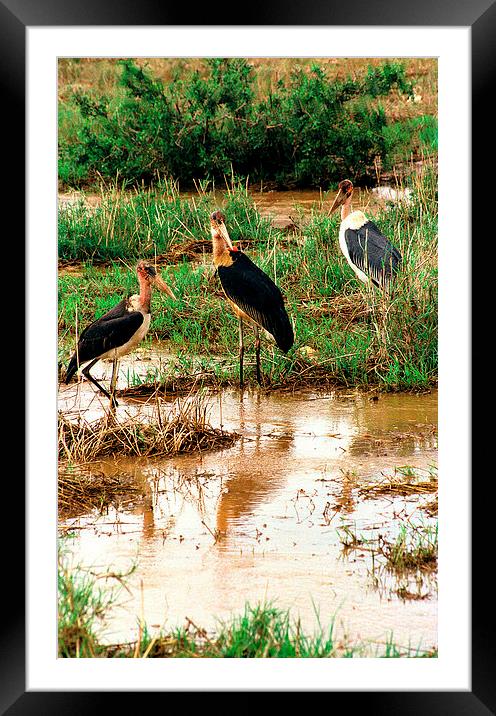 JST2769 Marabou Storks Framed Mounted Print by Jim Tampin