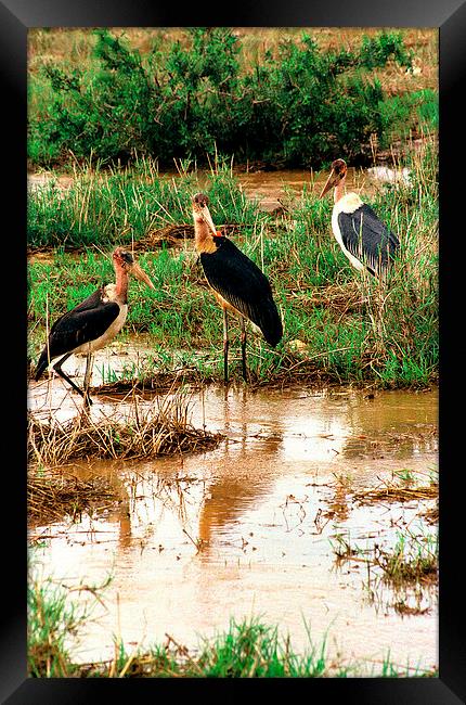 JST2769 Marabou Storks Framed Print by Jim Tampin