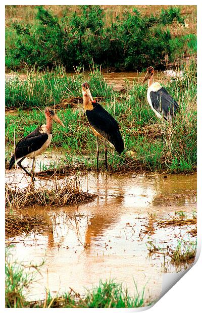 JST2769 Marabou Storks Print by Jim Tampin