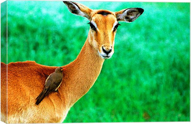 JST2770 female Impala and friend Canvas Print by Jim Tampin