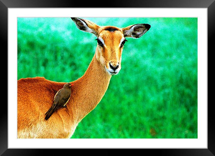 JST2770 female Impala and friend Framed Mounted Print by Jim Tampin