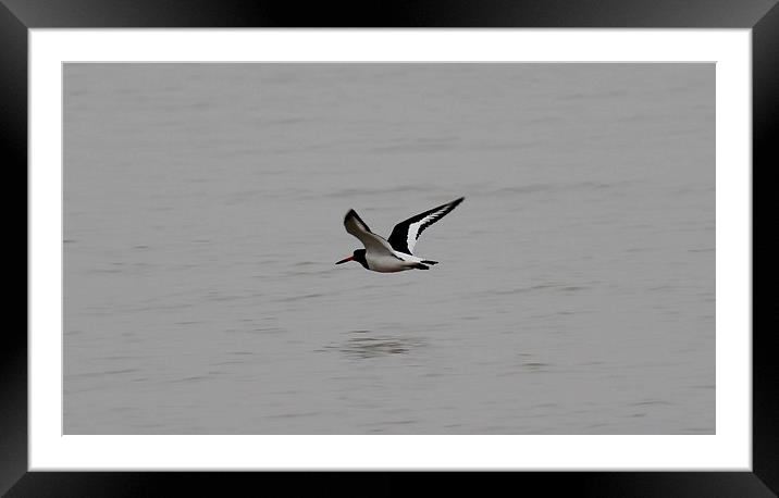 Oyster Catcher Framed Mounted Print by Claire Colston