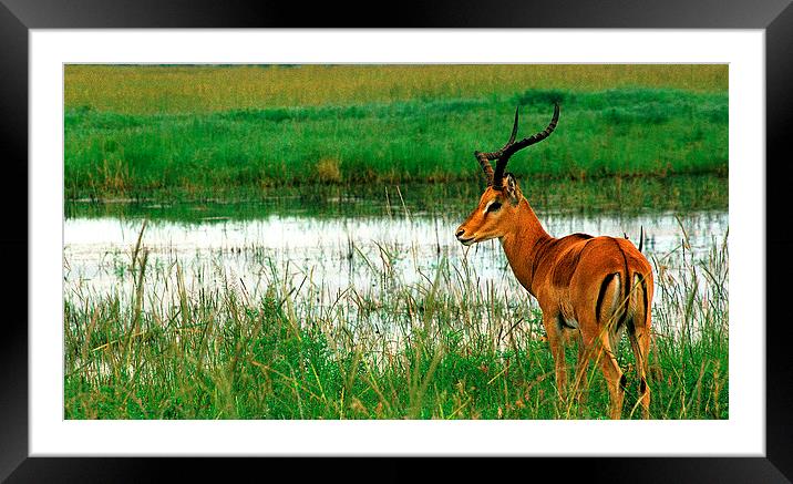 JST2771 Male Impala Framed Mounted Print by Jim Tampin