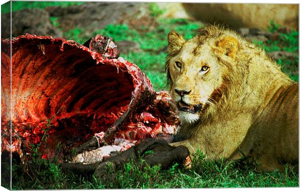 JST2773 Young Lion with lunch Canvas Print by Jim Tampin
