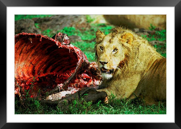 JST2773 Young Lion with lunch Framed Mounted Print by Jim Tampin
