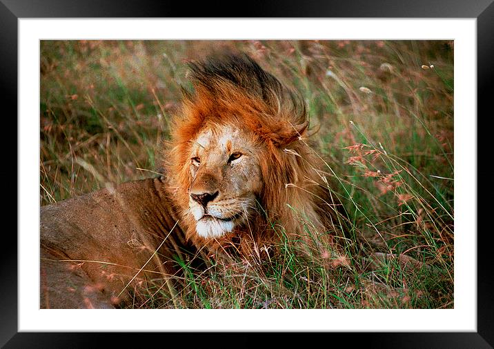 JST2774 Male Lion, Masai Mara Framed Mounted Print by Jim Tampin