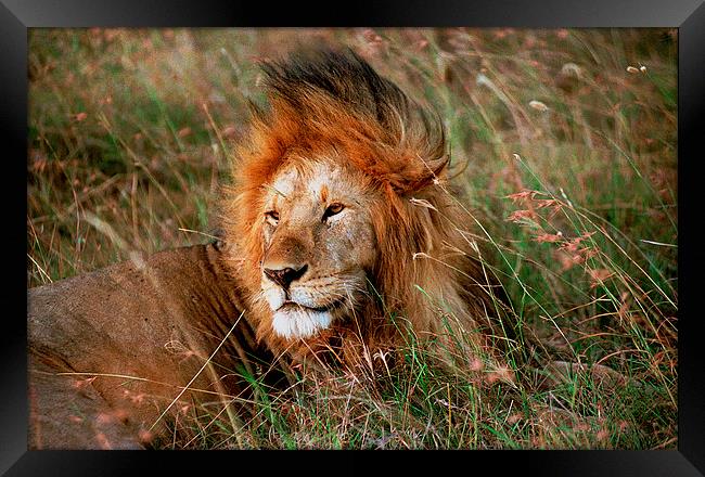 JST2774 Male Lion, Masai Mara Framed Print by Jim Tampin