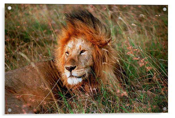 JST2774 Male Lion, Masai Mara Acrylic by Jim Tampin