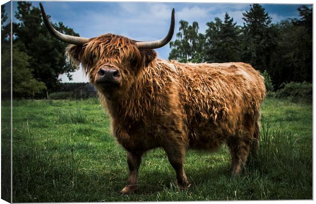 Highland Cow Canvas Print by Paul Holman Photography