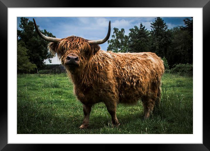 Highland Cow Framed Mounted Print by Paul Holman Photography