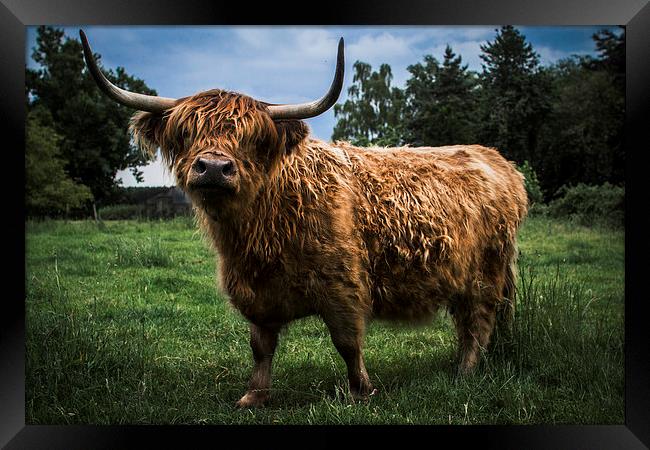 Highland Cow Framed Print by Paul Holman Photography