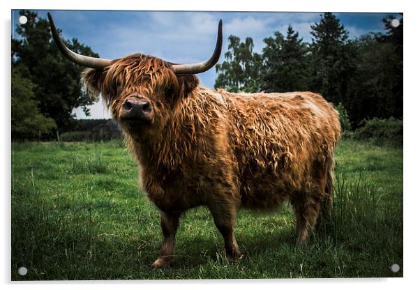 Highland Cow Acrylic by Paul Holman Photography