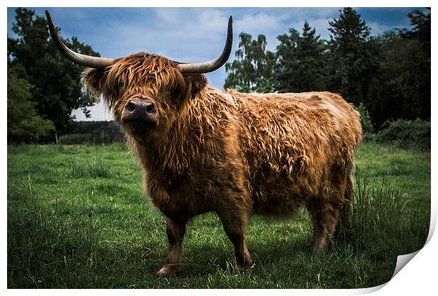 Highland Cow Print by Paul Holman Photography