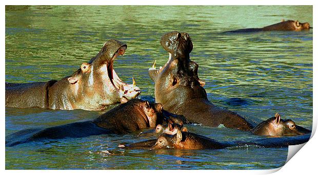 JST2779 Hippo power wow Print by Jim Tampin