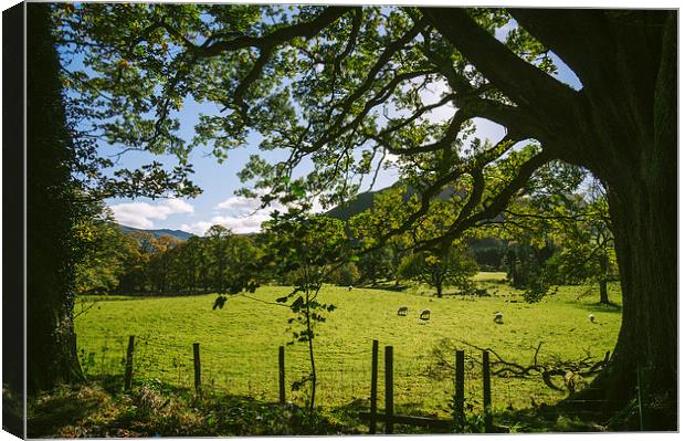 Sunlight through Oak tree and grazing sheep at Swi Canvas Print by Liam Grant
