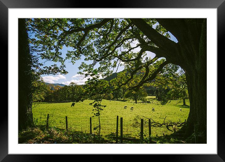 Sunlight through Oak tree and grazing sheep at Swi Framed Mounted Print by Liam Grant
