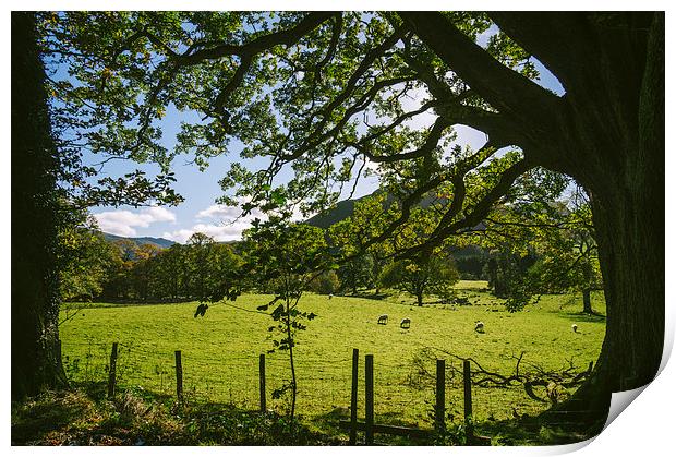 Sunlight through Oak tree and grazing sheep at Swi Print by Liam Grant