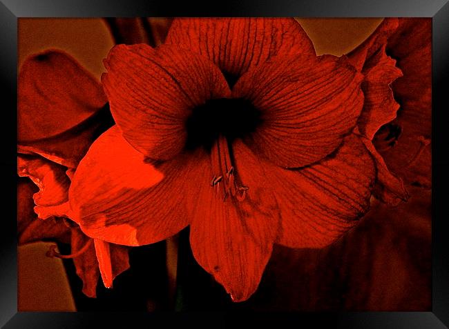 Amaryllis Flower Framed Print by Sue Bottomley