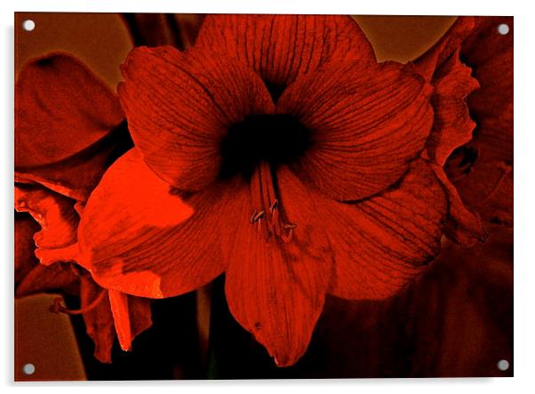 Amaryllis Flower Acrylic by Sue Bottomley