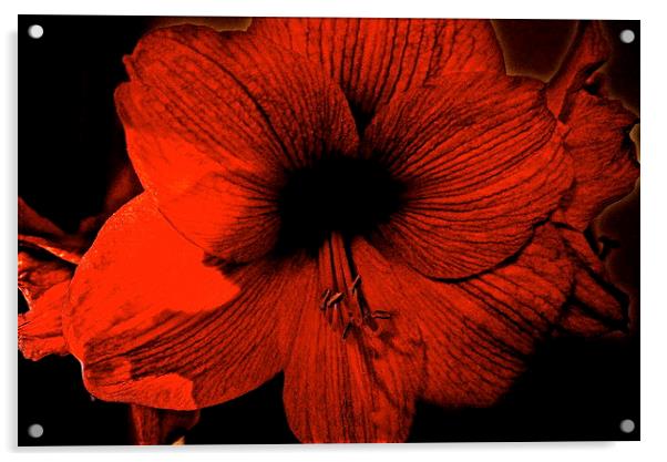 Amaryllis Flower Acrylic by Sue Bottomley