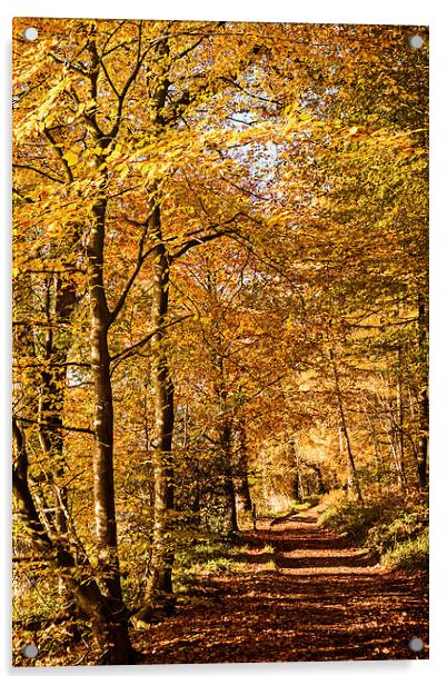 Autumn colours, riverside walk, November 2103 Acrylic by Hugh McKean