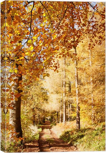 Autumn colours, riverside walk, November 2103 Canvas Print by Hugh McKean