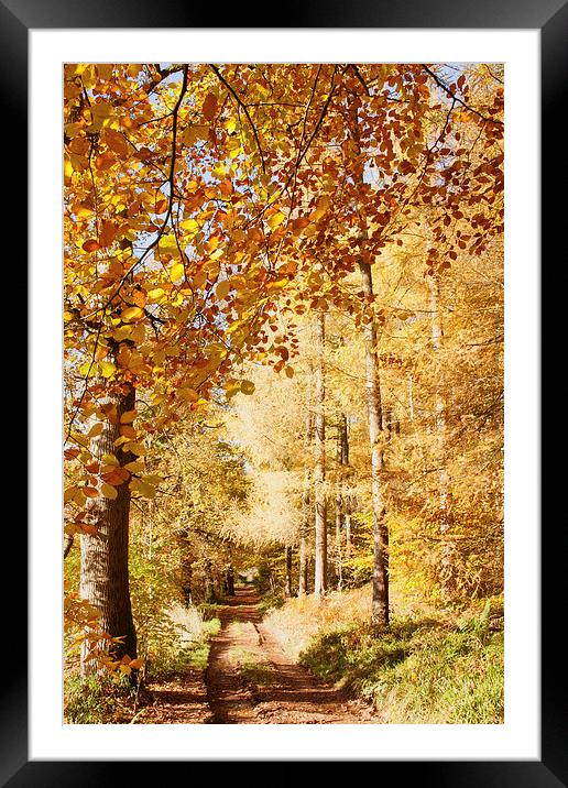 Autumn colours, riverside walk, November 2103 Framed Mounted Print by Hugh McKean