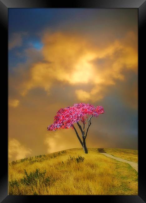 The Tree on the Hill Framed Print by Christine Lake