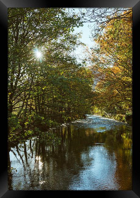 Sunlight through Sycamore trees along the River Ro Framed Print by Liam Grant
