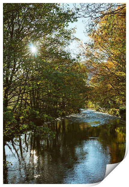 Sunlight through Sycamore trees along the River Ro Print by Liam Grant