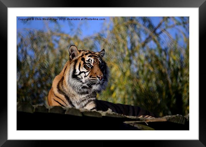Posing Tiger Framed Mounted Print by Chris Wooldridge