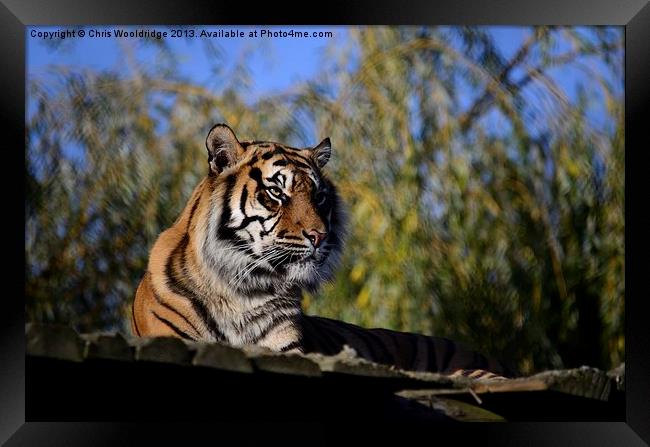 Posing Tiger Framed Print by Chris Wooldridge